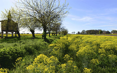 chateau-plantes-4