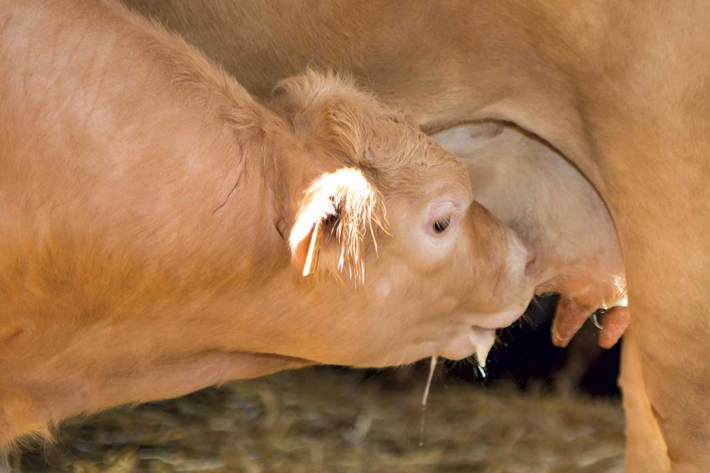 Le Veau d’Aveyron et du Ségala