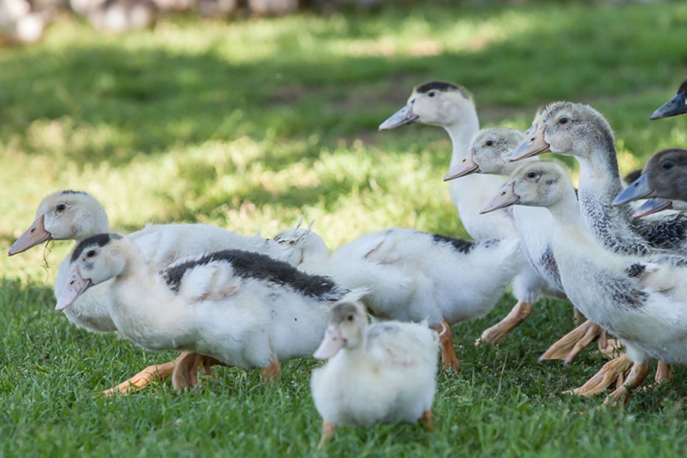 La Ferme des Campagnes