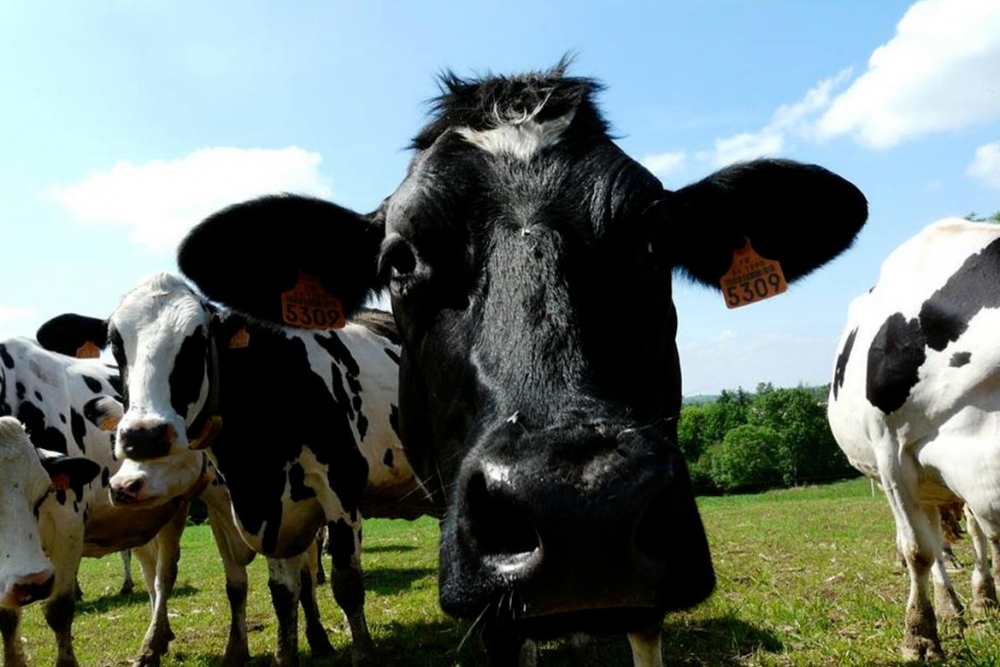 La Ferme de la Hount Barade